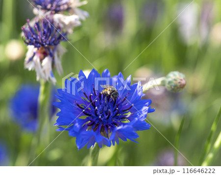 山に咲くヤグルマギクとミツバチ 116646222