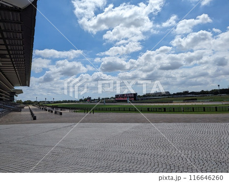 朝の競馬場 朝の競馬場 116646260