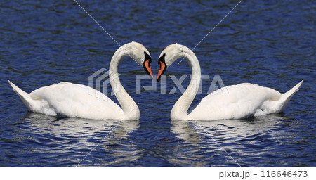 Mute swan couple floating on Ontario Lake, Canada Mute swan couple floating on Ontario Lake, Canada 116646473