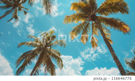 青空に映えるヤシの木を下から見上げるアングルで描いたAI生成画像 116646778