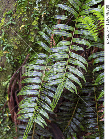 室生山暖地性シダ群落に生えたシダ植物 116646809