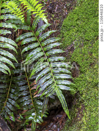 室生山暖地性シダ群落に生えたシダ植物 116646810