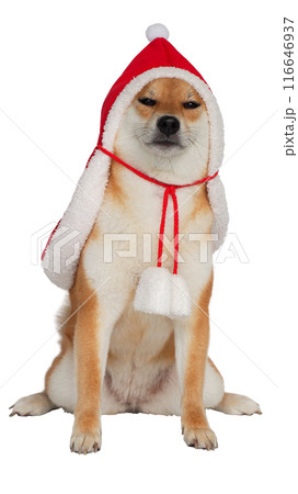 isolated shiba inu in Christmas costume, new year costume, Santa Claus costume 116646937
