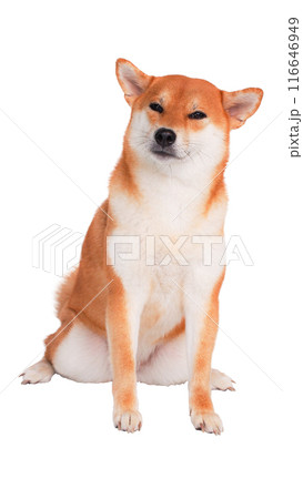 Smiling Shiba Inu with Eyes Closed sitting comfortably against a clean white background Smiling Shiba Inu with Eyes Closed sitting comfortably against a clean white background 116646949