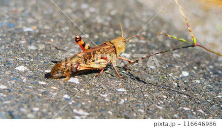 アスファルト上のトノサマバッタの風景 116646986