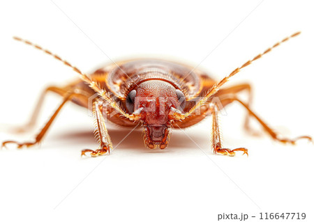 Close-up of a bed bug on isolated white background. Generative AI 116647719