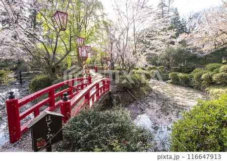 打吹公園の桜景色（倉吉市） 116647913