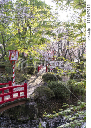 打吹公園の桜景色（倉吉市） 116647916