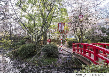 打吹公園の桜景色（倉吉市） 116647920