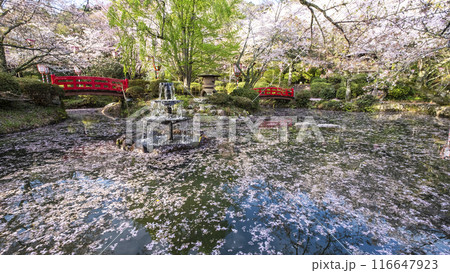 打吹公園の桜景色（倉吉市） 116647923