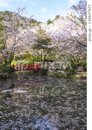 打吹公園の桜景色(倉吉市) 打吹公園の桜景色(倉吉市) 116647925
