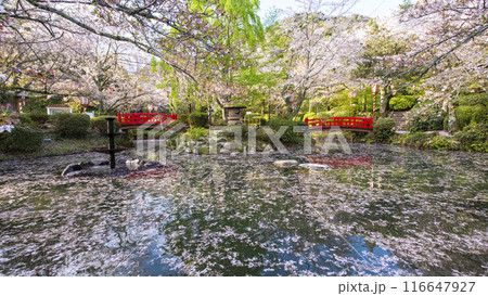 打吹公園の桜景色（倉吉市） 116647927