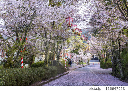 打吹公園の桜景色（倉吉市） 116647928