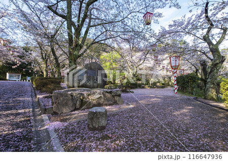 打吹公園の桜景色(倉吉市) 打吹公園の桜景色(倉吉市) 116647936