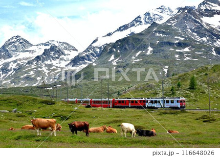 牛がのんびりと草を食んでいます、電車ものんびりと走っています 116648026