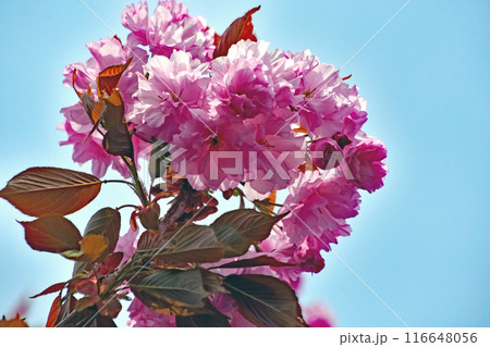 青空にピンクの八重桜｢カンザン｣のクローズアップ。札幌市｢樹芸センター｣の景色。 116648056