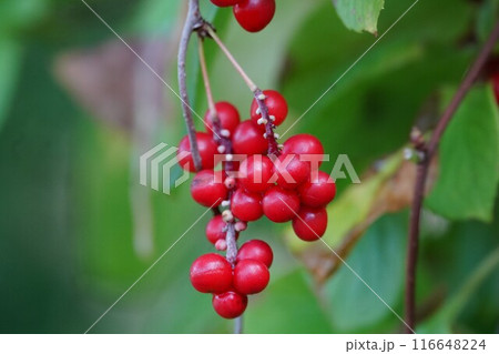 秋の鮮やかな赤実・朝鮮五味子 116648224