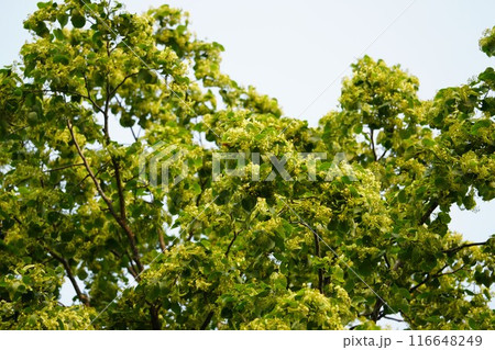 香り豊かなオオバボダイジュ 116648249