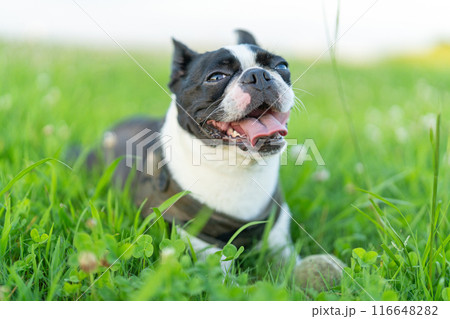 ボストンテリア ボストンテリア 116648282