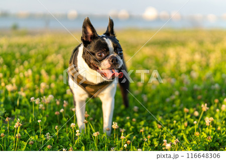 ボストンテリア 116648306