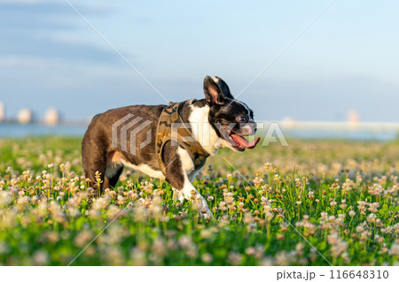 ボストンテリア 116648310