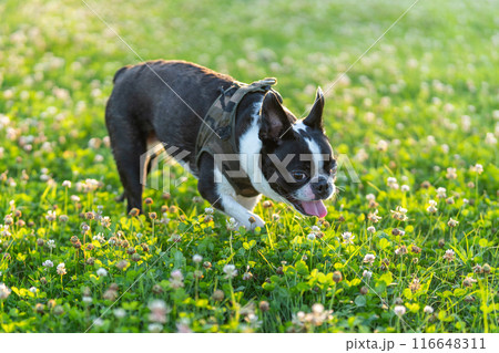 ボストンテリア 116648311