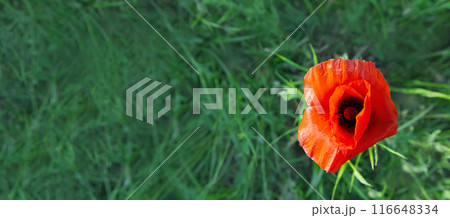Banner close-up poppy on a background of green grass. 116648334