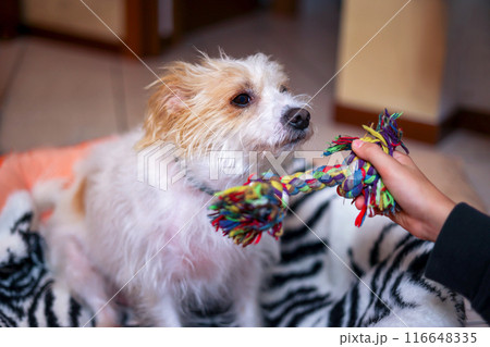 Closeup boy hand give toy to her little and cute dog for play . Domestic animal health care. 116648335