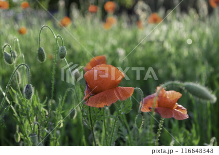 Close-up of poppies against the background of green grass. Copy space. Close-up of poppies against the background of green grass. Copy space. 116648348