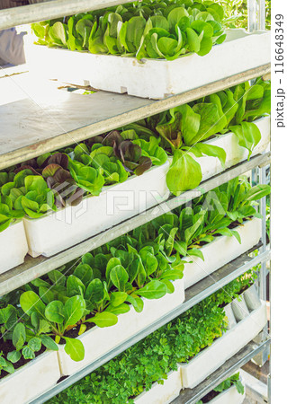 Cultivation of young salad seedlings in pots for sale. Cultivation of young salad seedlings in pots for sale. 116648349