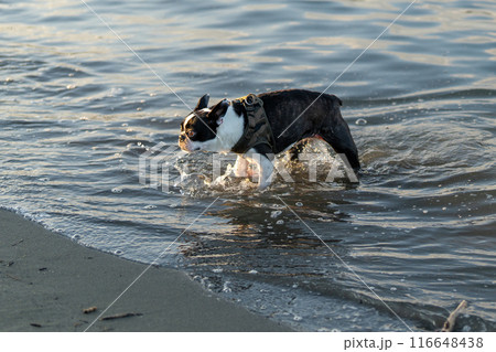 川で水遊びするボストンテリア 116648438