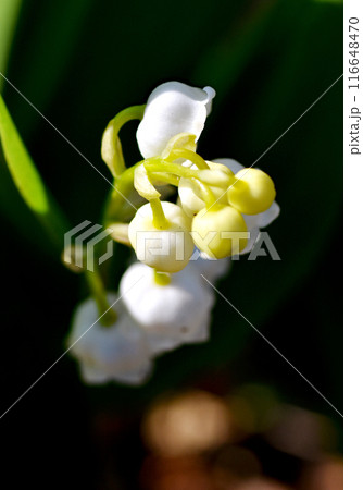 初夏告げる 可憐なスズラン釣り鐘状の小花が数輪、つり下がるように咲く姿・形がかわいいと人気のスズラン 116648470