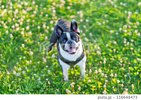 ボストンテリア ボストンテリア 116648473