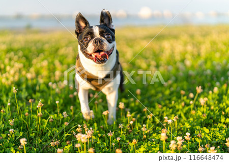 ボストンテリア ボストンテリア 116648474