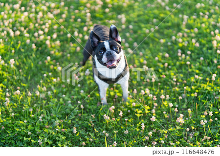 ボストンテリア ボストンテリア 116648476