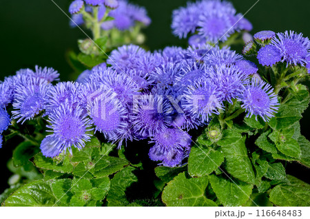 Blooming blue Ageratum Bluemink on a green background 116648483