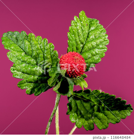 Blooming red Duchesnea indica on a pink background 116648484