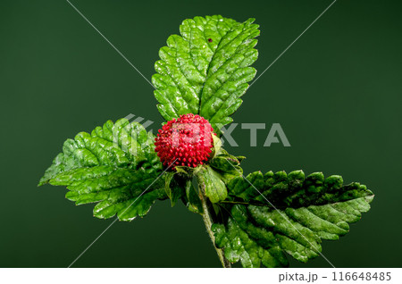 Blooming red Duchesnea indica on a green background 116648485