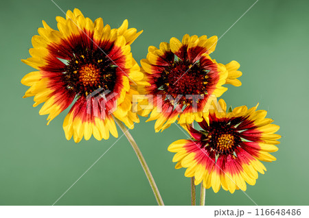 Blooming red Gaillardia on a green background 116648486