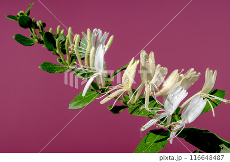 Blooming decorative honeysuckle on a pink background Blooming decorative honeysuckle on a pink background 116648487