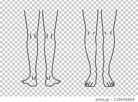 從正面和背面看到的腿的線條畫插圖 從正面和背面看到的腿的線條畫插圖 116648869