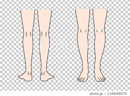 Illustration of a leg seen from the front and back 116648870