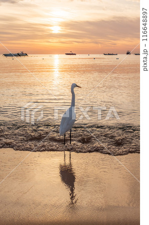 Great egret (Ardea alba), a medium-sized white heron fishing on the sea beach Great egret (Ardea alba), a medium-sized white heron fishing on the sea beach 116648897