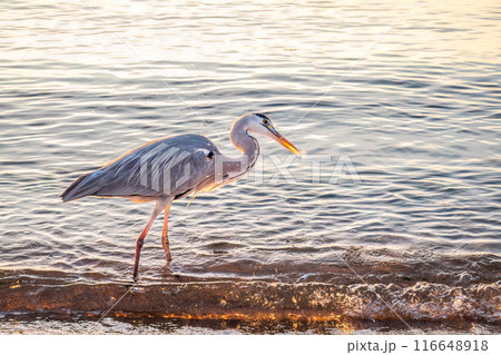 A heron hunting in the sea. Grey heron on the hunt A heron hunting in the sea. Grey heron on the hunt 116648918