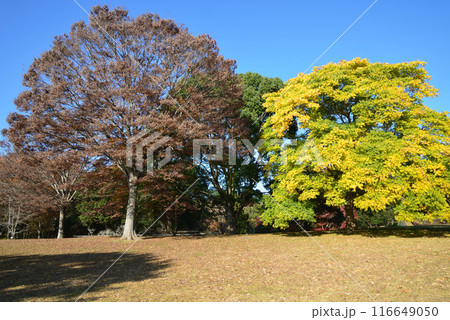 茨城県植物園　2023-11-28　＃124 116649050