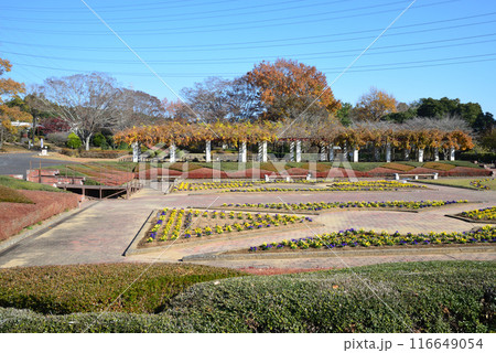 茨城県植物園　2023-11-28　＃128 116649054