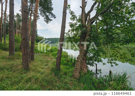 pine tree on the river 116649461