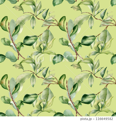 Leaves on branch fruit tree watercolor seamless pattern isolated on neutral. Foliage of citrus tree hand drawn. Bergamot , grapefruit plants in botanical sketch style. Assorted green leaf for print 116649582