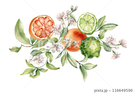Citrus fruits grapefruit and bergamot with jasmine flowers watercolor isolated illustration. Hand drawn summer plants with orange green peel in botanical sketch for aroma products label, wall art 116649590