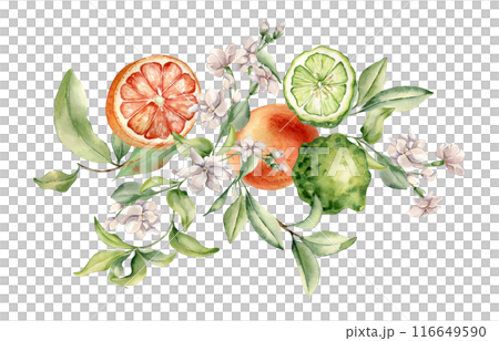 Citrus fruits grapefruit and bergamot with jasmine flowers watercolor isolated illustration. Hand drawn summer plants with orange green peel in botanical sketch for aroma products label, wall art 116649590